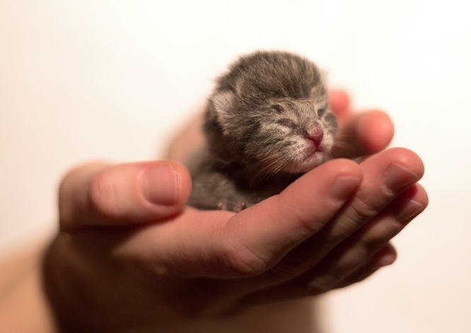 Newborn_Kitten_by_Jimmy_Lilja